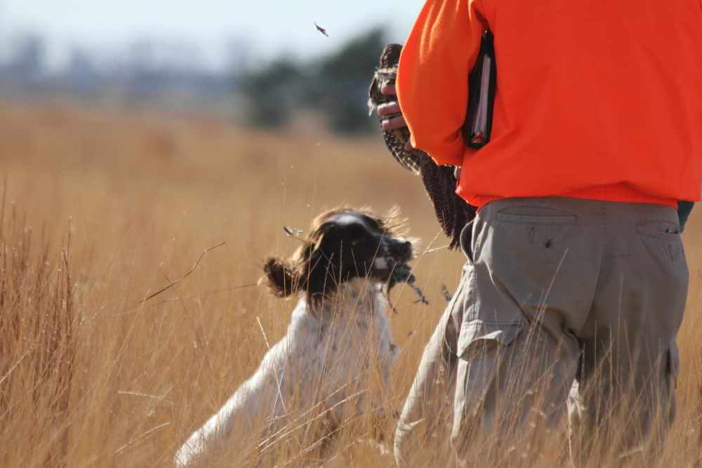 Judge checking the bird